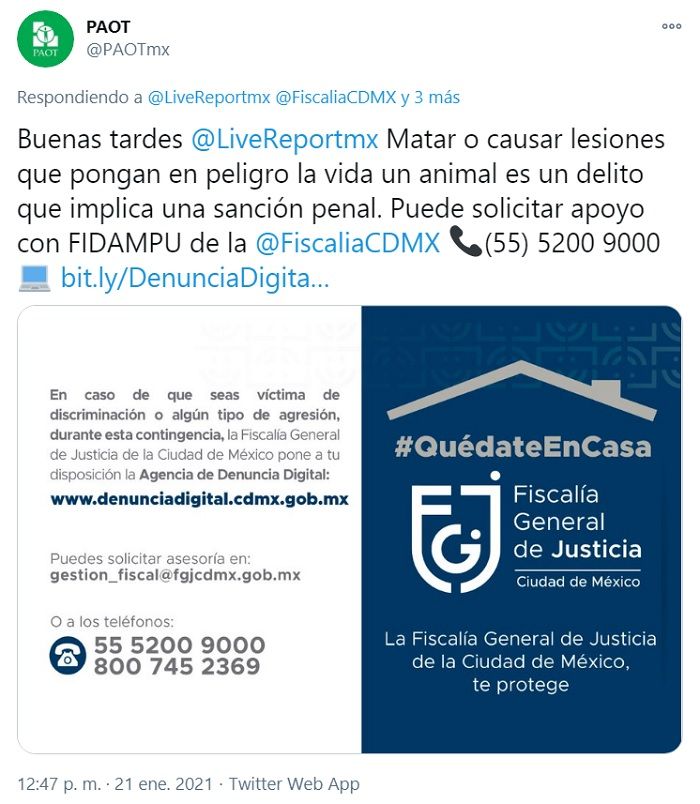 CDMX castiga el maltrato animal como delito culposo