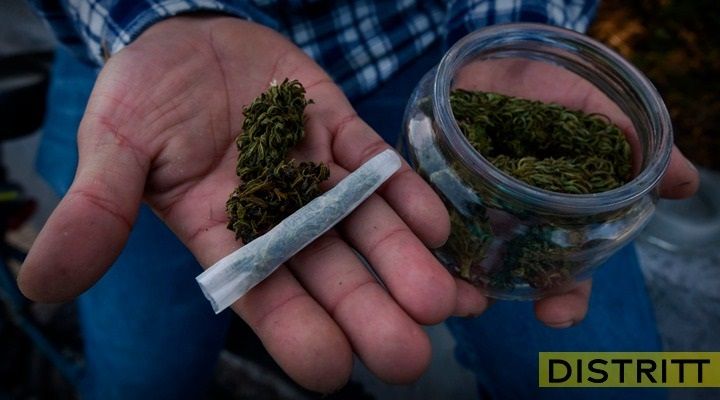 Marihuana reduciría riesgo de contagio por COVID-19: Estudio