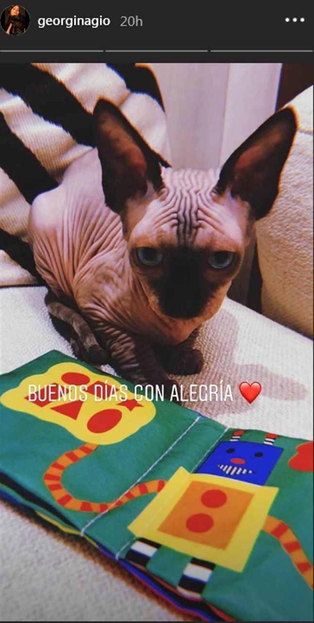 ¿Cuánto cuesta un gato esfinge?