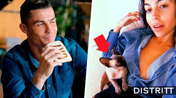 ¿Cuánto cuesta el gato esfinge de Cristiano Ronaldo?