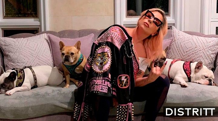 ¿Cuánto valen los perros de Lady Gaga y de qué raza son?