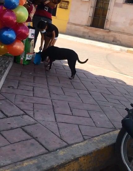 Niña se hace viral en TikTok por alimentar a perro callejero 