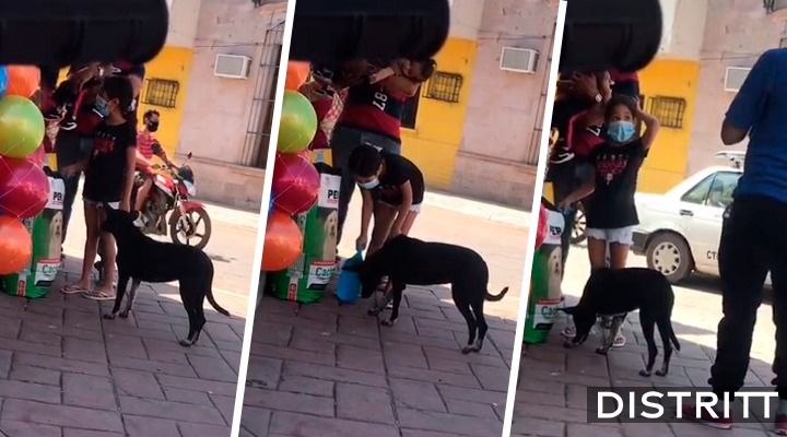 Niña se hace viral en TikTok por alimentar a perro callejero