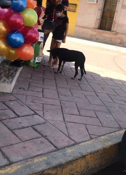 Niña se hace viral en TikTok por alimentar a perro callejero 