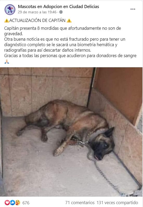 ¿Cómo está Capitán, el pastor belga agredido?