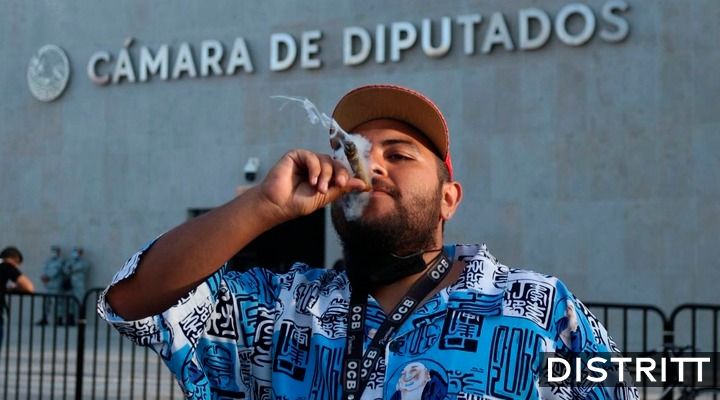 legalización de la marihuana en México guía completa para entenderla