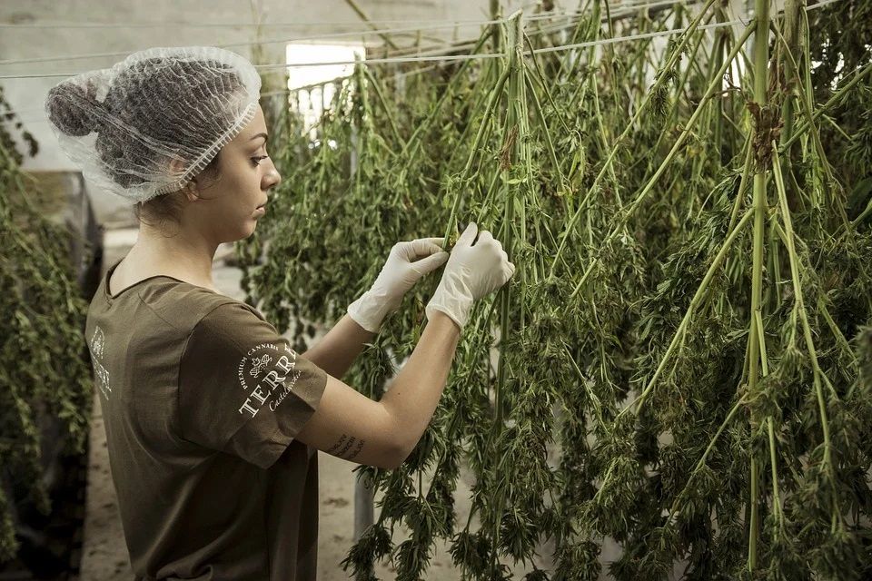 Guía completa para entender la legalización de la marihuana en México