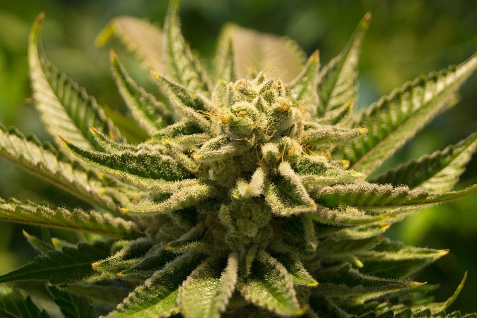 ¿Cuánto cuesta la marihuana en México? Estos son sus precios en el país