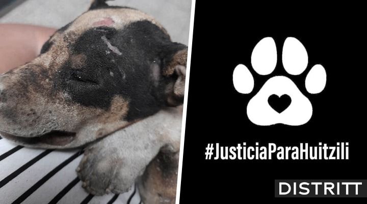 Huitzilli. Exigen justicia para perrito quemado vivo en León