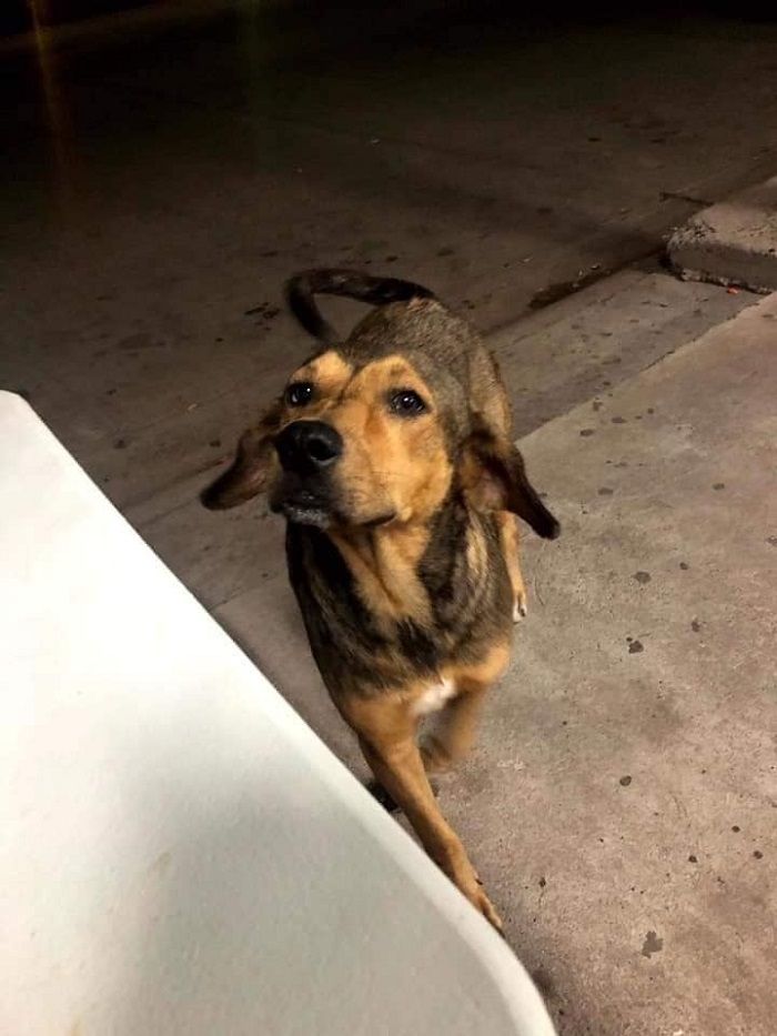 Exigen justicia para Rodolfo, perrito asesinado en Sinaloa
