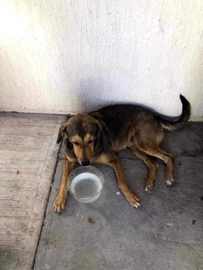 Exigen justicia para Rodolfo, perrito asesinado en Sinaloa
