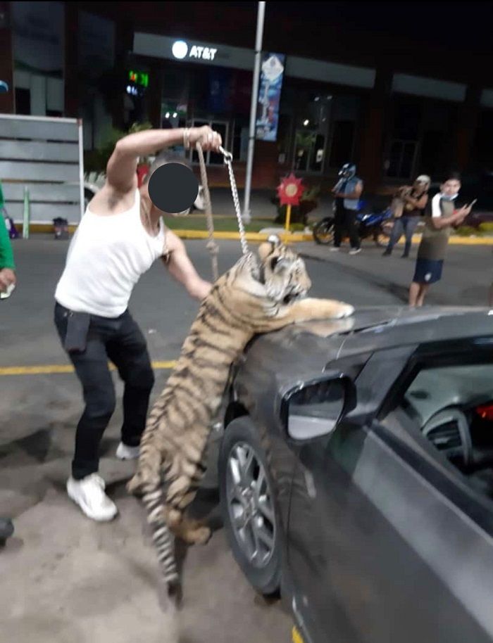 ¿Cuánto cuesta comprar un tigre?