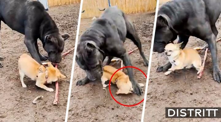 Chihuahua intenta morder a perro más grande y se va llorando