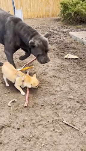 Chihuahua intenta morder a perro más grande y se va llorando