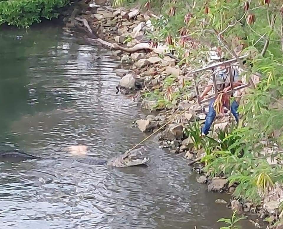 Tamaulipas. Cocodrilo mata a mujer en laguna de Tampico