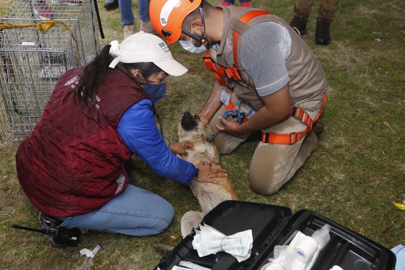 Perros atrapados en socavón reciben atención médica