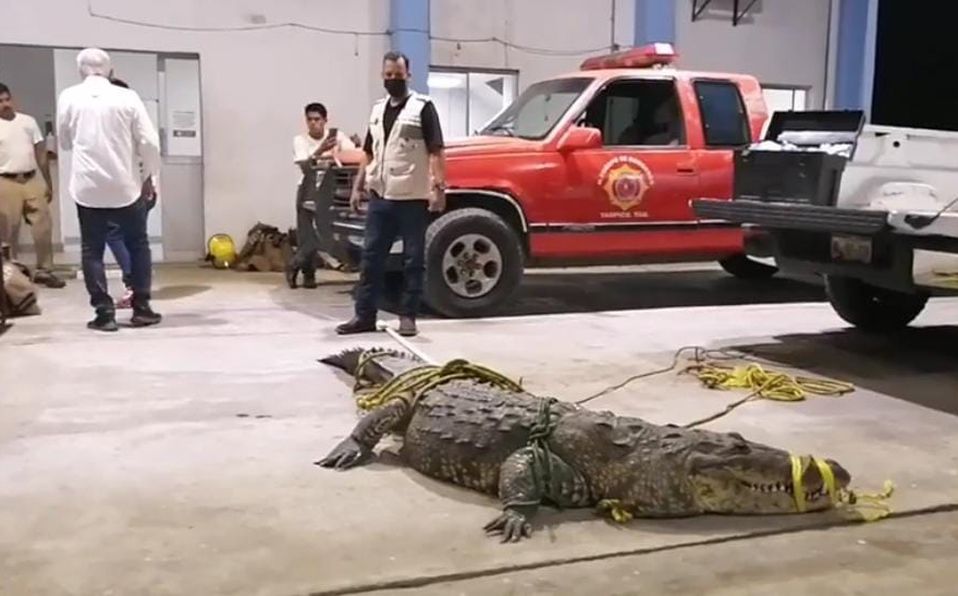 ¿Qué pasará con el cocodrilo que atacó a mujer en Tampico?