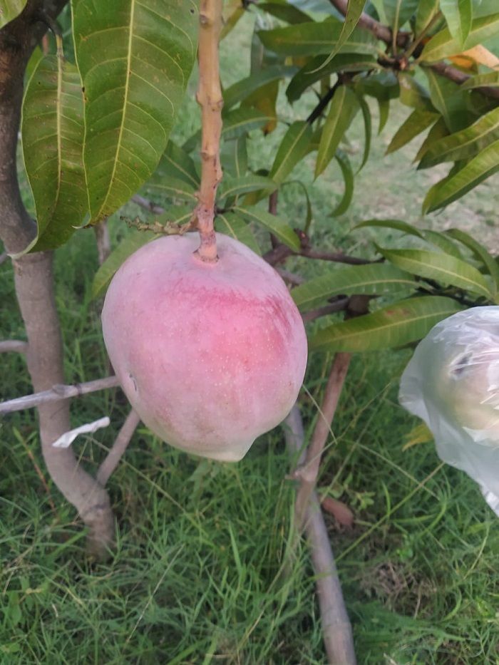 Siembran mangos más caros del mundo; pagan para protegerlos