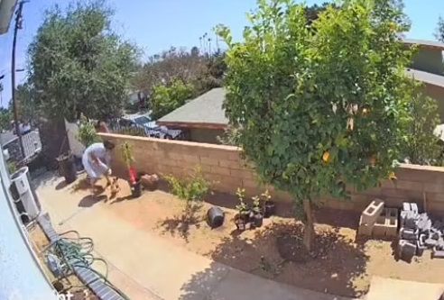 Video de joven enfrentándose a oso causa sensación