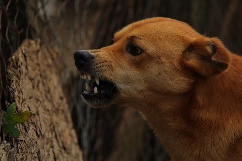 Video. Mujer intenta dispararle a perro y balea a su hijo