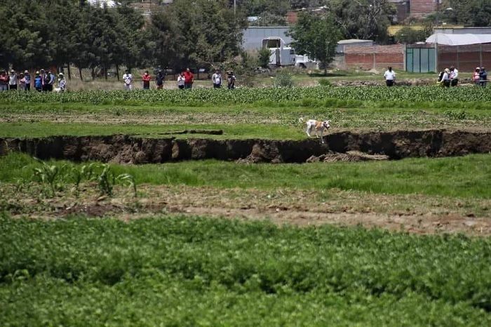 Spike y Spay, los perros atrapados en socavón de Puebla