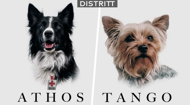 Athos y Tango. Envenenan a perritos rescatistas del 19S