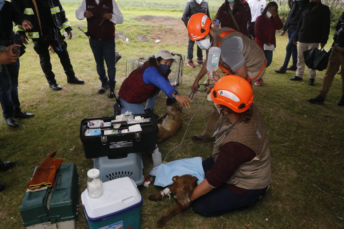 Perros atrapados en socavón reciben atención médica