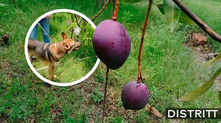 Siembran mangos más caros del mundo; pagan para protegerlos