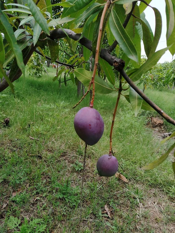 Siembran por error los mangos más caros del mundo