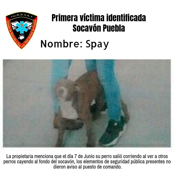 Protección Civil niega rescate a perros atrapados en socavón