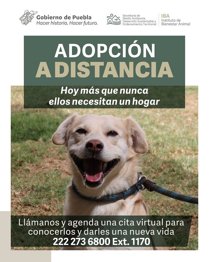 Perros en adopción en Puebla