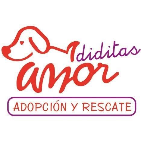 Adopción de perros en Puebla