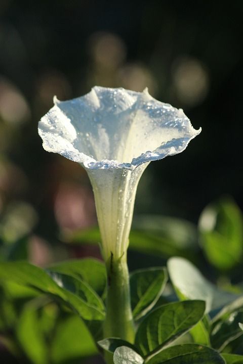 ¿Qué es un floripondio o trompeta de ángel?