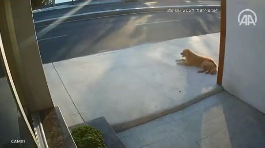 Perro provoca que atropellen a hombre; video se hace viral