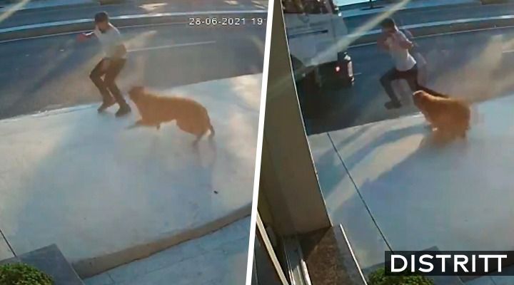 Perro provoca que atropellen a hombre; video se hace viral