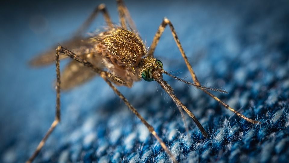 ¿Por qué los mosquitos pican más a algunas personas?