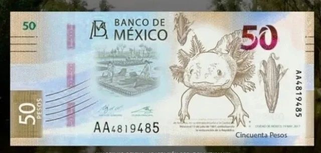 ¿Cómo serán el nuevo billete de 50 pesos?