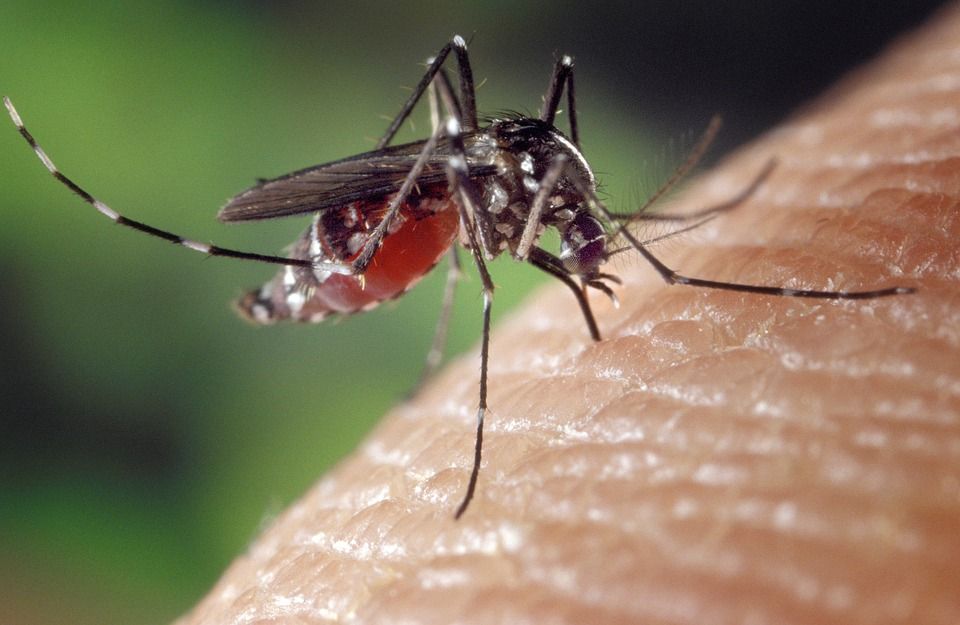 ¿Por qué los mosquitos pican más a algunas personas?