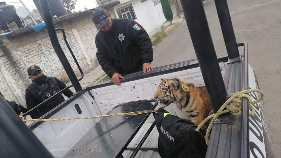 Edomex. Atienden a tigre que deambulaba en la calle