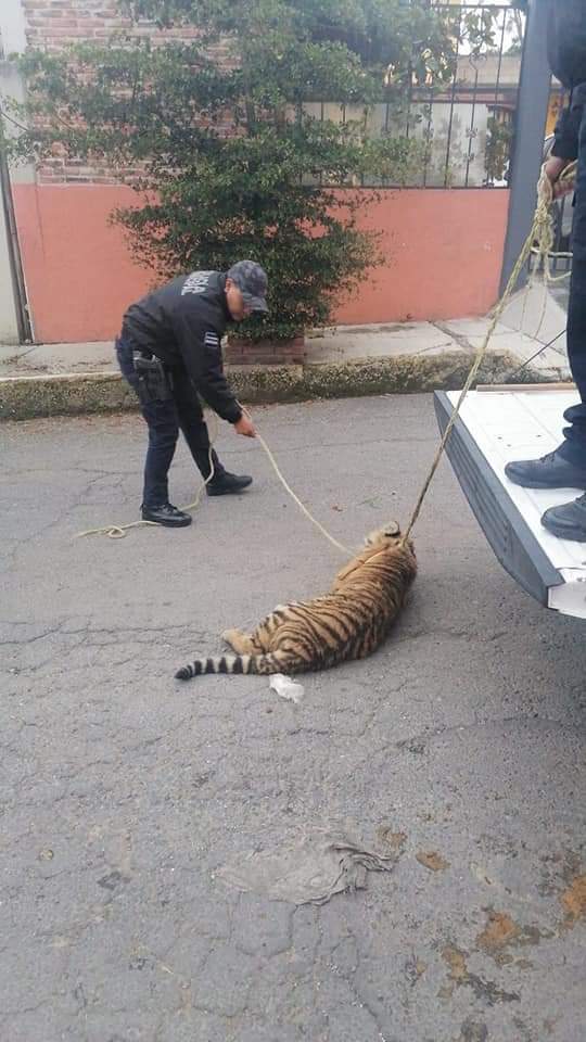 Edomex. Atienden a tigre que deambulaba en la calle