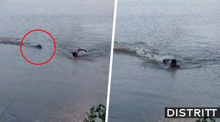 Captan momento que caimán ataca a hombre en un lago |VIDEO