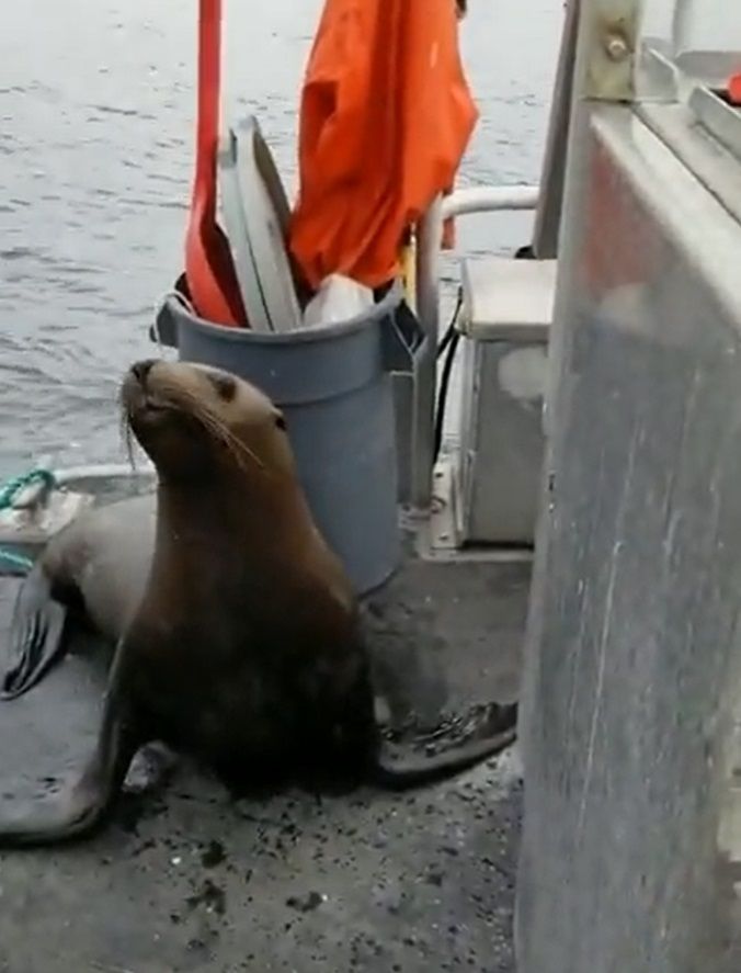 Corren de barco a león marino que escapaba de orcas