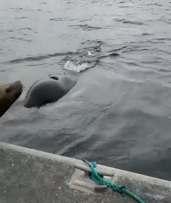 Mujer echa de su barco a león marino