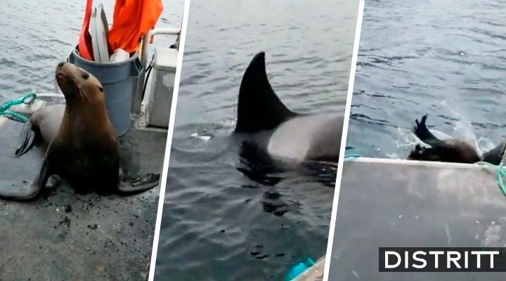 Corren de barco a león marino que escapaba de orcas