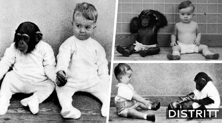 Donald Kellogg. El bebé criado con un mono como experimento