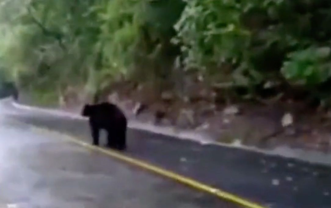 Indigna video de hombre rociando gas a oso en NL