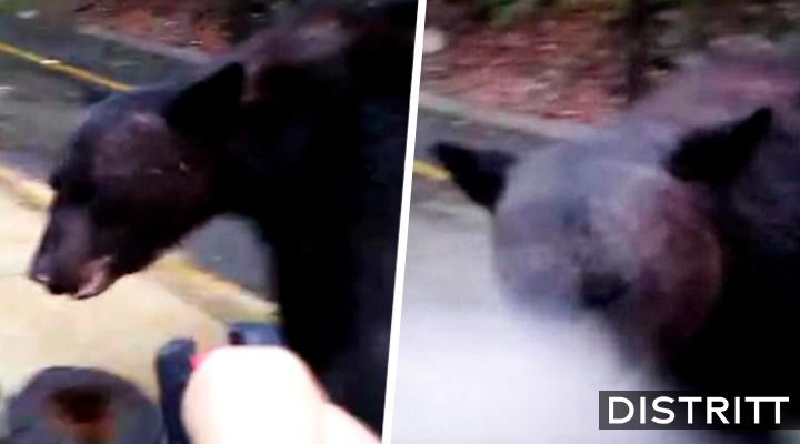 Hombre rocía gas lacrimógeno a oso en Nuevo León; video causa indignación