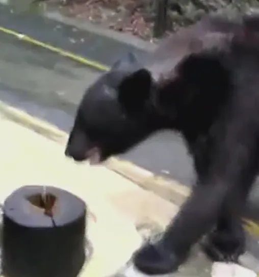 Hombre rocía gas lacrimógeno a oso en Nuevo León; video causa indignación