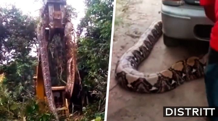 Levantan con grúa a la serpiente más grande del mundo |VIDEO