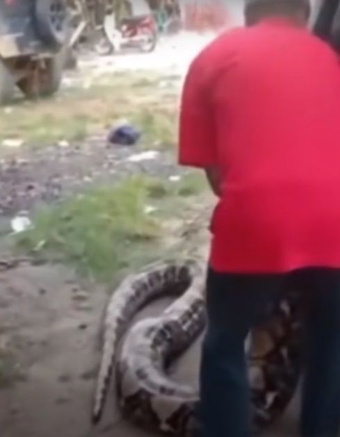 Video de serpiente levantada con grúa se hace viral